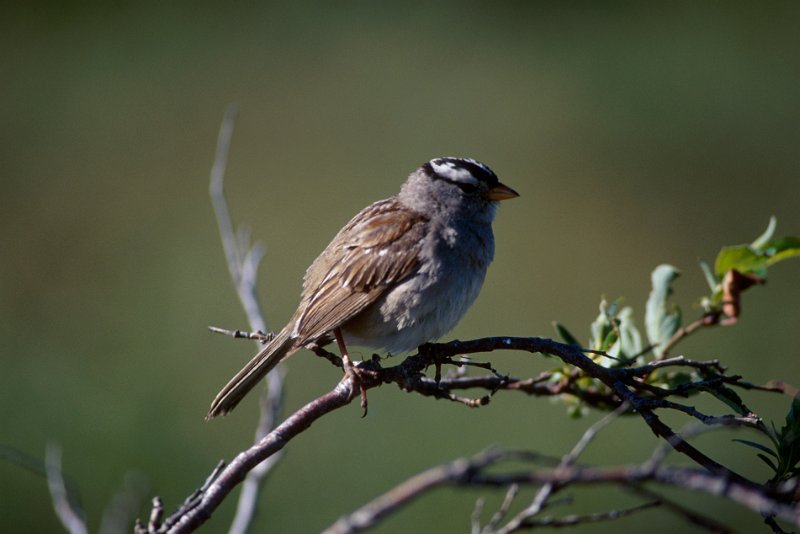 577.jpg - white-crowned sparrow oder dachsammer